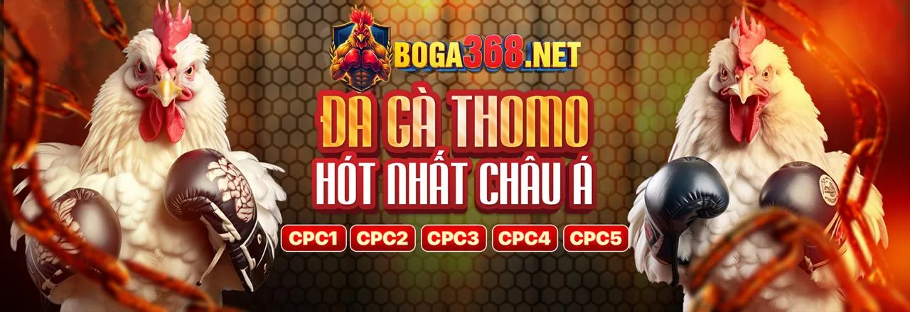 Đá gà trực tiếp Thomo tại Thabet88